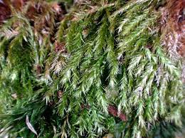 Attēlu rezultāti vaicājumam “Plagiothecium latebricola macro”