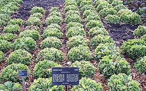 Image result for Endivie