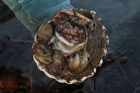 Attēlu rezultāti vaicājumam “Diderma crustaceum sessile”