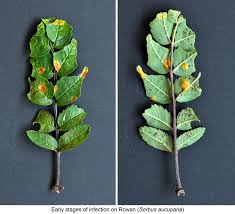 Attēlu rezultāti vaicājumam “Gymnosporangium cornutum”