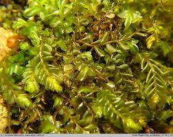 Attēlu rezultāti vaicājumam “Plagiochila porelloides”