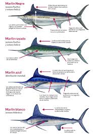 Image result for Kajikia albida