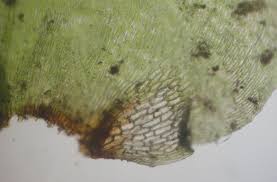 Attēlu rezultāti vaicājumam “Rhytidiadelphus subpinnatus”