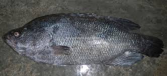 Image result for Lobotes surinamensis
