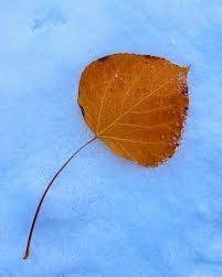 Image result for $$fall_akte__ort$$