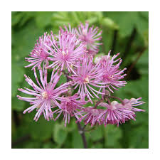 Attēlu rezultāti vaicājumam “Thalictrum”