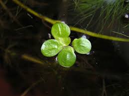 Attēlu rezultāti vaicājumam “Spirodela polyrhiza”