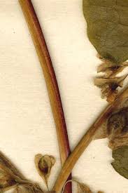 Attēlu rezultāti vaicājumam “Stemonitis herbatica stalked”