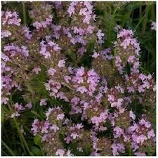 Image result for Thymus serpyllum