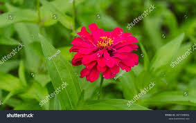 Image result for Zinnia violacea