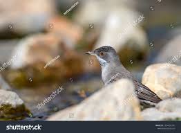 Image result for Sylvia rueppelli