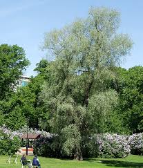 Attēlu rezultāti vaicājumam “Salix alba var. sericea”