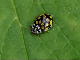 Attēlu rezultāti vaicājumam “Sospita vigintiguttata”