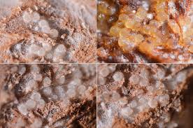 Attēlu rezultāti vaicājumam “Sporophagomyces chrysostomus”