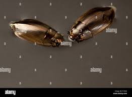 Attēlu rezultāti vaicājumam “Gyrinidae”