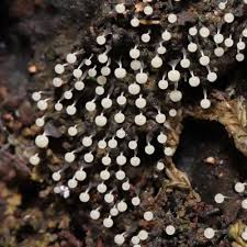 Attēlu rezultāti vaicājumam “Physarum, Nannengaella sp.”