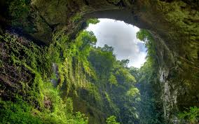 Image result for jungle