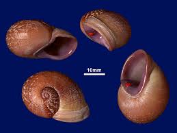 Attēlu rezultāti vaicājumam “Oligia sp.”