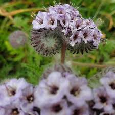 Attēlu rezultāti vaicājumam “Phacelia tanacetifolia flower”