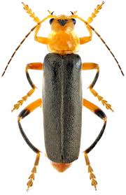 Attēlu rezultāti vaicājumam “Cantharis livida”