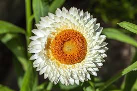 Image result for Helichrysum bracteatum