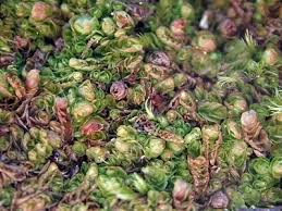 Attēlu rezultāti vaicājumam “Nardia geoscyphus”