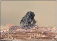 Attēlu rezultāti vaicājumam “Stemonitis virginiensis”