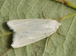 Attēlu rezultāti vaicājumam “Eana argentana”