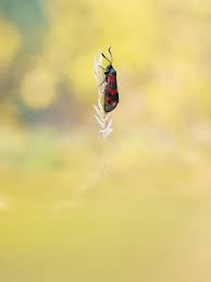 Attēlu rezultāti vaicājumam “Zygaena sp.”