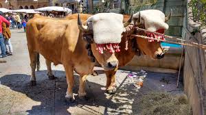 Attēlu rezultāti vaicājumam “Bos primigenius taurus”