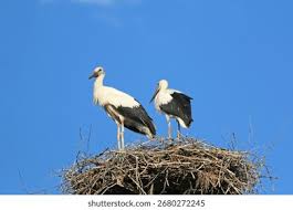 Attēlu rezultāti vaicājumam “Ciconia ciconia juvenile”