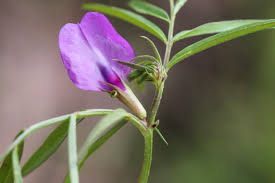Attēlu rezultāti vaicājumam “Vicia angustifolia flower”