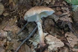 Attēlu rezultāti vaicājumam “Lepiota aspera”