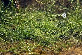 Attēlu rezultāti vaicājumam “Najas flexilis”