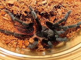 Attēlu rezultāti vaicājumam “Sericomyia sp.”