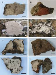 Attēlu rezultāti vaicājumam “Laurilia sulcata”