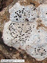 Attēlu rezultāti vaicājumam “Megalaria grossa”