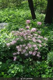 Attēlu rezultāti vaicājumam “Rhododendron periclymenoides flower”