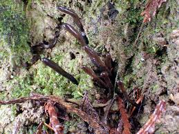 Attēlu rezultāti vaicājumam “Geoglossum sp.”