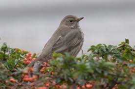 Image result for Turdus ruficollis