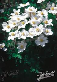 Attēlu rezultāti vaicājumam “Anemone sylvestris fruit”