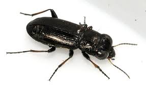 Attēlu rezultāti vaicājumam “Notiophilus palustris”