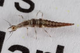 Attēlu rezultāti vaicājumam “Hemerobiidae”