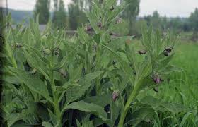 Attēlu rezultāti vaicājumam “Symphytum asperum flower”