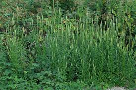 Image result for Reseda luteola