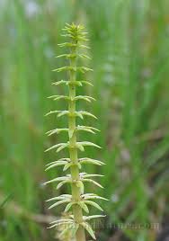 Attēlu rezultāti vaicājumam “Hippuridaceae”