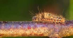 Attēlu rezultāti vaicājumam “Euproctis similis”