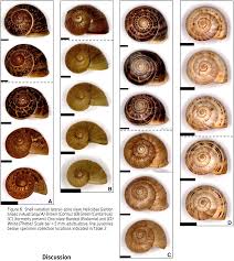 Attēlu rezultāti vaicājumam “Helicidae”