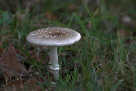 Attēlu rezultāti vaicājumam “Amanita pantherina”