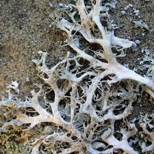 Attēlu rezultāti vaicājumam “Anaptychia ciliaris”